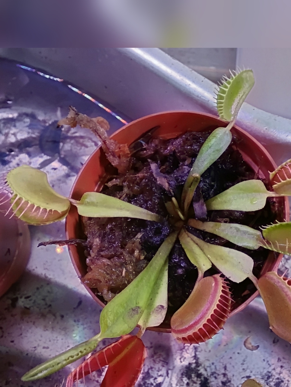 Venus flytrap Live Carnivorous Plant